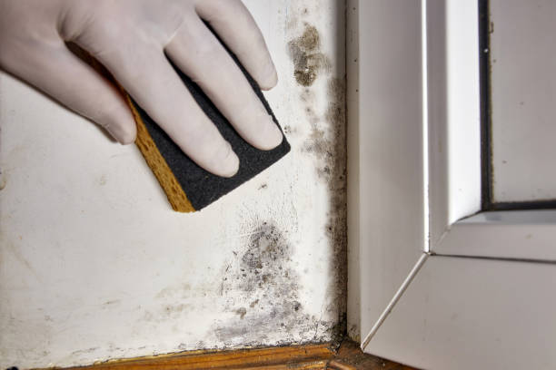 Best Mold Removal for HVAC Installations  in Rupert, ID